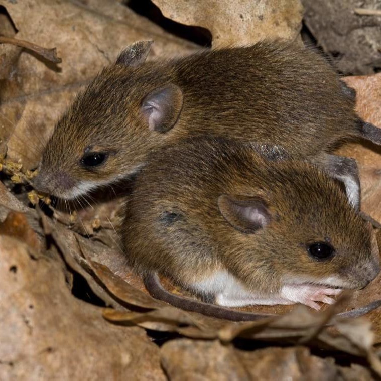 Уничтожения мышей в частном доме в Архангельске?