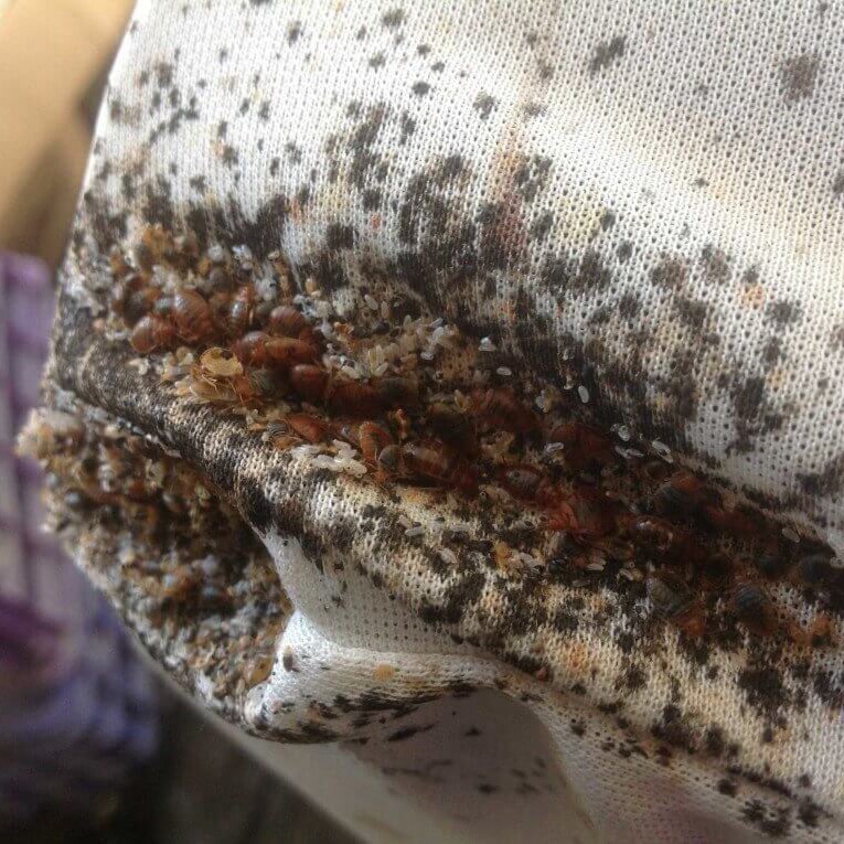 Пример гнезда клопов в квартире