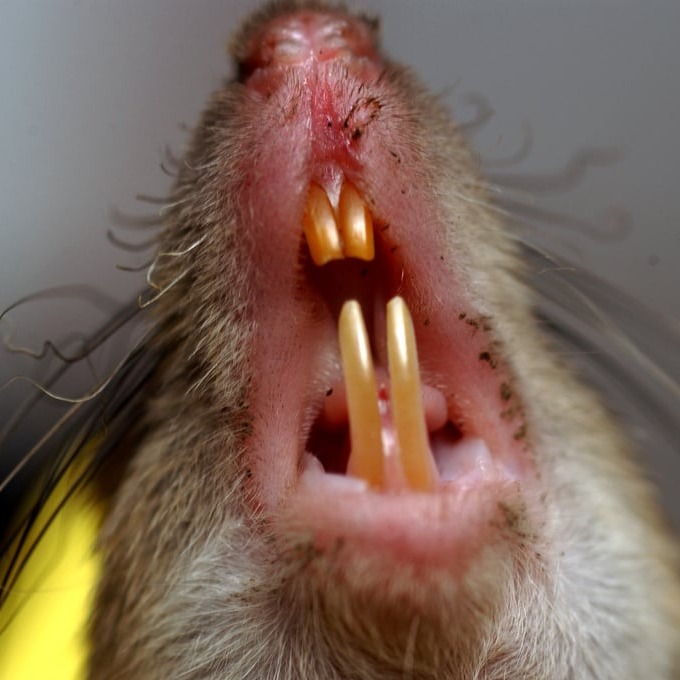 Дератизация крыс в Архангельске?